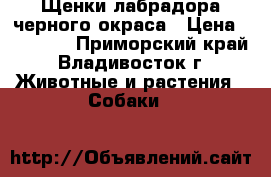 Щенки лабрадора черного окраса › Цена ­ 25 000 - Приморский край, Владивосток г. Животные и растения » Собаки   